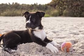 perro con pelota en la playa
